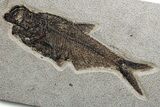 Detailed Fossil Fish (Diplomystus) - Wyoming #382823-1
